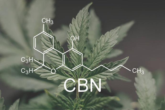 CBN (Cannabinol) : un soutien naturel de la régénération osseuse