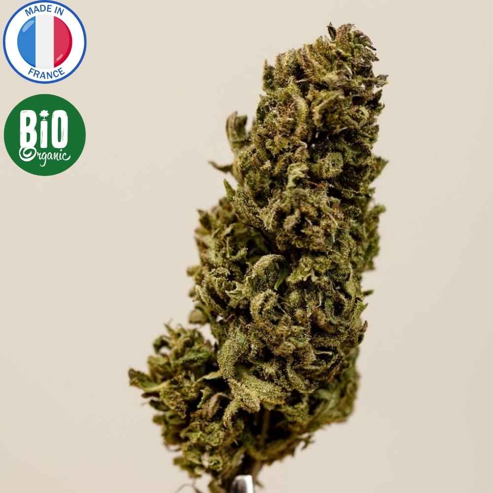 Fleur de CBD bio outdoor Charlotte Angel's