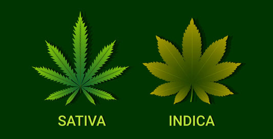 CBD Sativa VS CBD indica