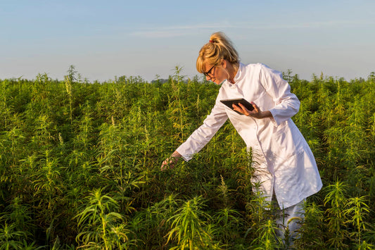 Comment devenir producteur de CBD?