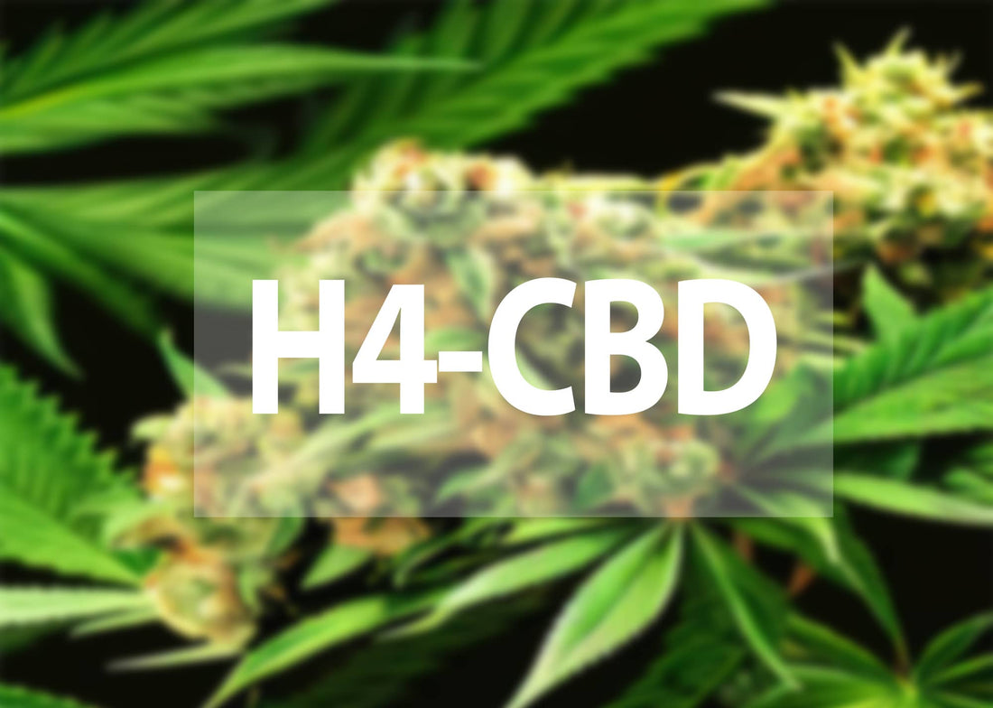 Tout savoir sur le H4CBD 