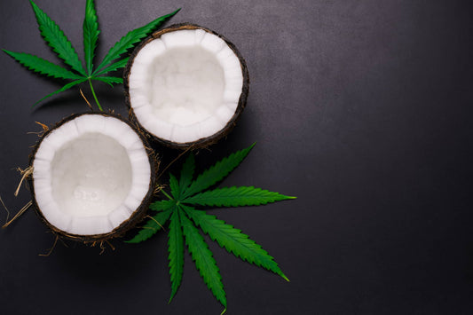 MCT Coco et Chanvre bio : différences et bienfaits de ces huiles CBD pour la santé