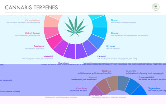 Tout savoir sur les terpènes et le CBD