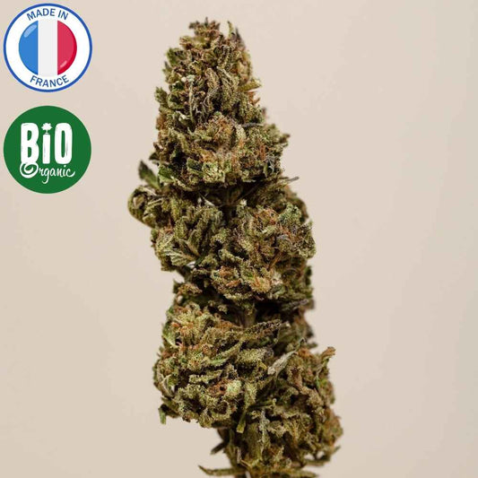 Fleur de CBD bio Blueberry outdoor